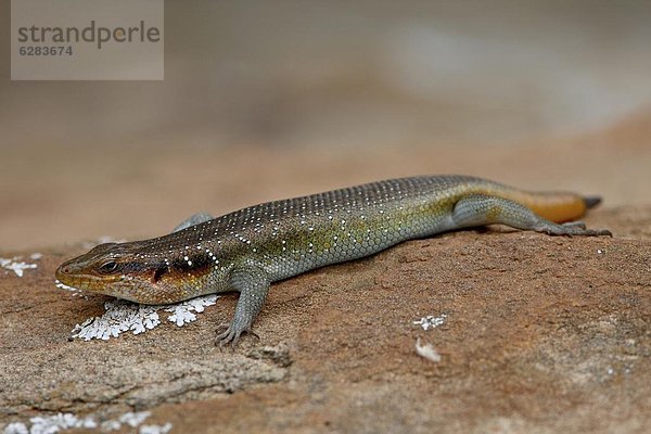 Südliches Afrika  Südafrika  5  Menschenreihe  Afrika  Regenbogen  Skink