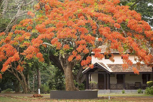 Blume Baum Boden Fußboden Fußböden Fluss Lodge Landhaus rot Asien Indien Karnataka