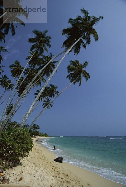 Strand  Baum  Sand  Asien  Indischer Ozean  Indik  Sri Lanka