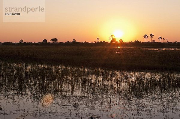 Sonnenaufgang  Okavangodelta  Botsuana  Afrika