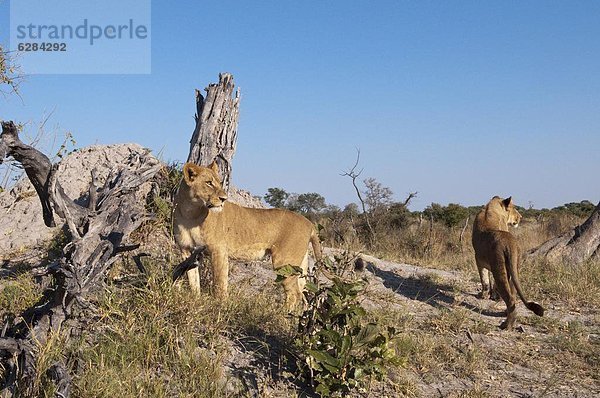 Afrika  Botswana