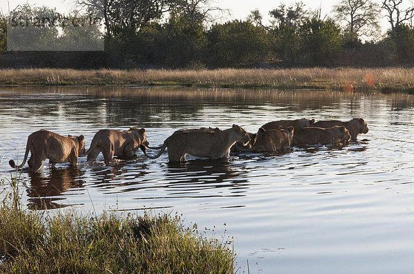 Raubkatze  Löwe  Panthera leo  überqueren  Stolz  Afrika  Botswana  Löwe - Sternzeichen