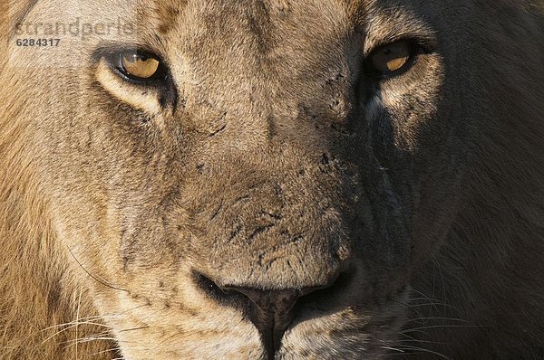 Löwe (Panthera Leo)  Savute Kanal  Linyanti  Botswana  Afrika