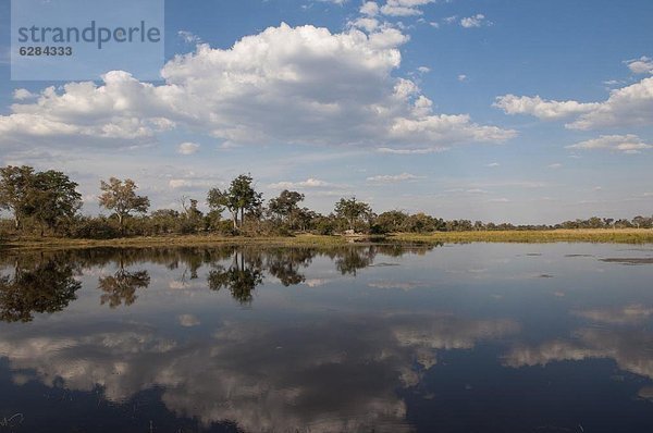 Savute Kanal  Linyanti  Botswana  Afrika
