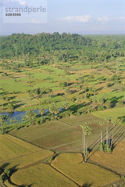 Baum  Agrarland  Vietnam  Angkor  Asien  Kambodscha  Siem Reap