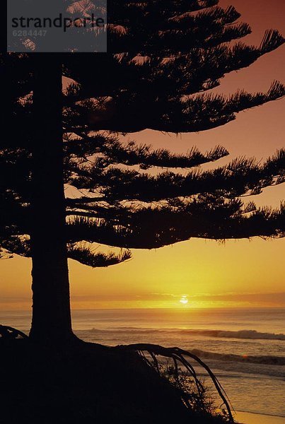 Ostküste  Sonnenaufgang  Pazifischer Ozean  Pazifik  Stiller Ozean  Großer Ozean  neuseeländische Nordinsel  Neuseeland