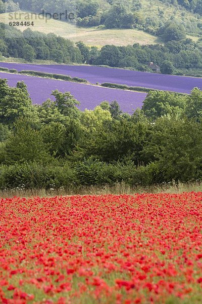 Europa  Großbritannien  England  Kent