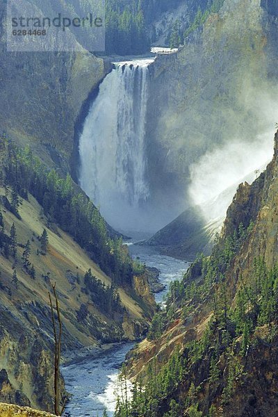 Vereinigte Staaten von Amerika  USA  Yellowstone Nationalpark  Wyoming