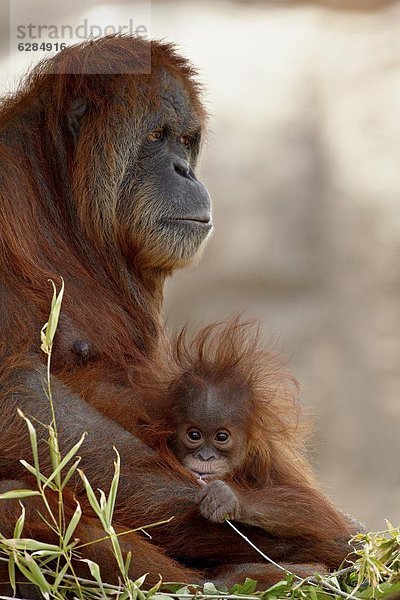 Vereinigte Staaten von Amerika  USA  Orang-Utan  Pongo pygmaeus  Nordamerika  Gefangenschaft  Mutter - Mensch  Albuquerque  Baby  New Mexico  alt