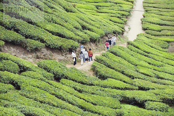 gehen  Tourist  Plantage  Südostasien  Cameron Highlands  Malaysia  Tee