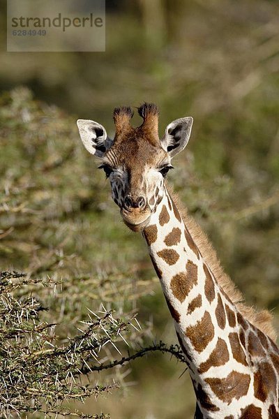 Ostafrika  Giraffe  Giraffa camelopardalis  jung  Afrika  Kenia