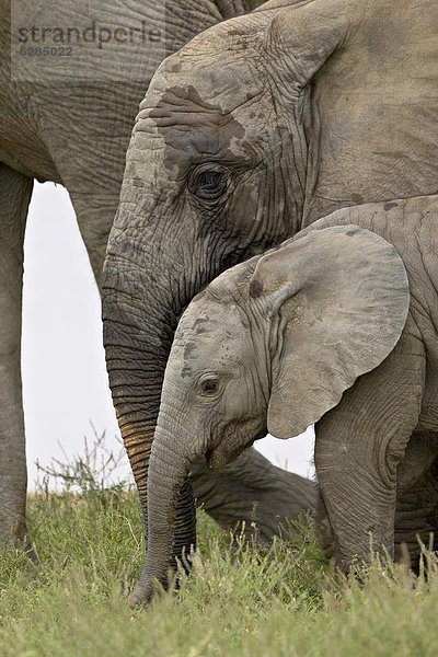 Südliches Afrika  Südafrika  Elefant  jung  Afrika  Baby