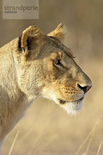 Löwin (Panthera Leo)  Masai Mara National Reserve  Kenia  Ostafrika  Afrika