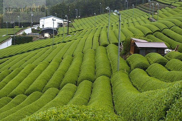 grün  Wachstum  Strauch  Reihe  Plantage  Japan  Shizuoka  Tee