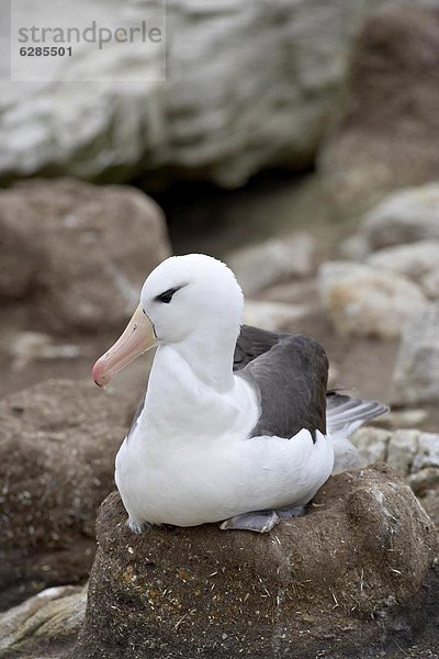 schwarz  Albatros  Falklandinseln  New Island  Südamerika