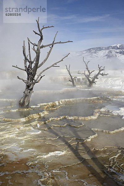 Vereinigte Staaten von Amerika  USA  Winter  Wärme  Nordamerika  Terrasse  UNESCO-Welterbe  Yellowstone Nationalpark  Wyoming