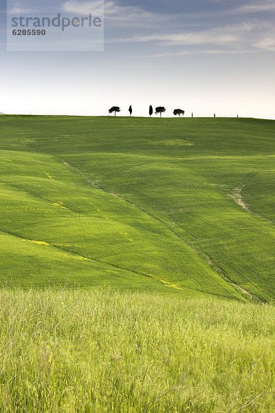 Getreide  Europa  Baum  über  Nutzpflanze  Feld  Italien  Toskana