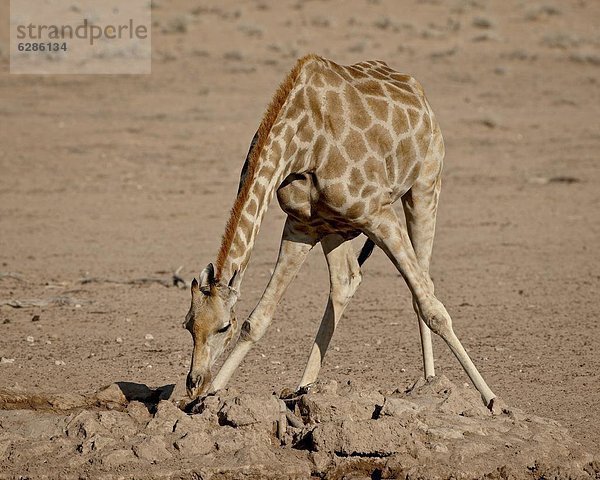 Südliches Afrika  Südafrika  Giraffe  Giraffa camelopardalis  trinken