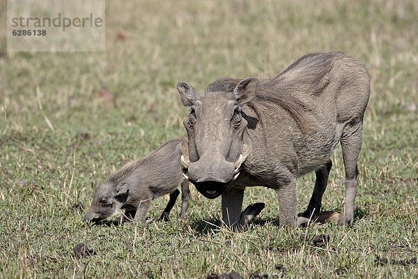 Ostafrika  Warzenschwein  Phacochoerus aethiopicus  Masai Mara National Reserve  Mutter - Mensch  Afrika  Baby  Kenia