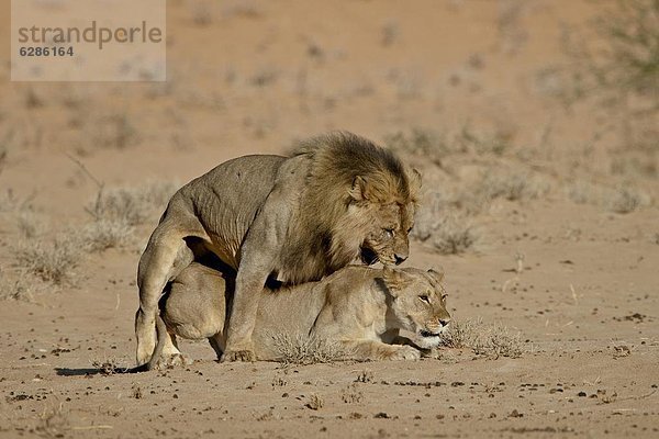 Südliches Afrika  Südafrika  Nostalgie  Kalahari