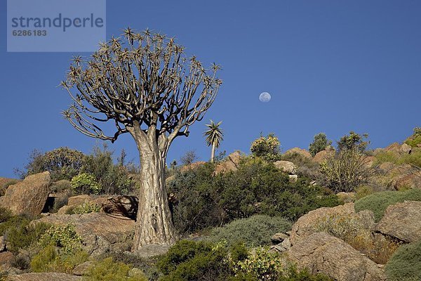 Südliches Afrika  Südafrika  Springbock  Antidorcas marsupialis  nahe  Köcherbaum  Aloe Dichotoma  Aloe Aloe Vera  Baum  Mond  Afrika  voll