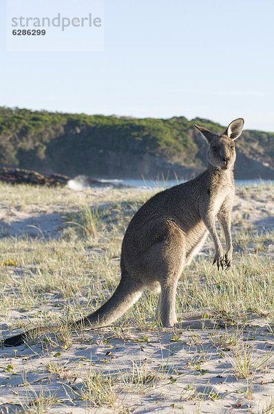 Strand  Sonnenaufgang  Pazifischer Ozean  Pazifik  Stiller Ozean  Großer Ozean  Australien  Känguru  New South Wales