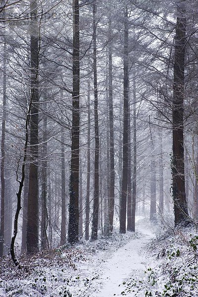 Europa bedecken Großbritannien Weg Blizzard Holz Kiefer Pinus sylvestris Kiefern Föhren Pinie Devon England Wanderweg Schnee