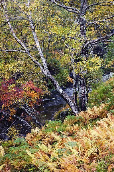 nahe  Farbaufnahme  Farbe  nebeneinander  neben  Seite an Seite  zeigen  Europa  Berg  Großbritannien  Ehrfurcht  Herbst  Highlands  Schottland
