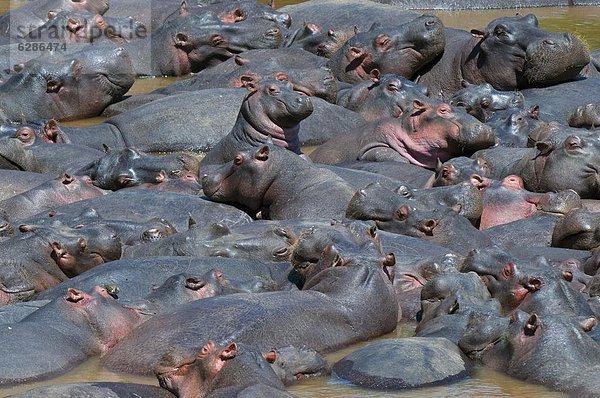 stehend  Flusspferd  Hippopotamus amphibius  Herde  Herdentier  Mittelpunkt  Masai Mara National Reserve  Afrika  Baby  Kenia