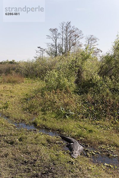 Vereinigte Staaten von Amerika  USA  Nordamerika  UNESCO-Welterbe  Everglades Nationalpark  Alligator  Florida
