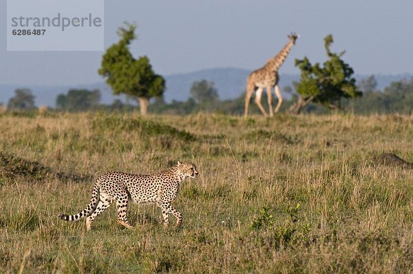 Ostafrika  Giraffe  Giraffa camelopardalis  Gepard  Acinonyx jubatus  Masai Mara National Reserve  Afrika  Kenia  Masai