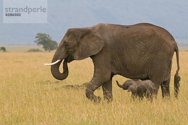 Ostafrika  Elefant  Masai Mara National Reserve  Afrika  Baby  Kenia