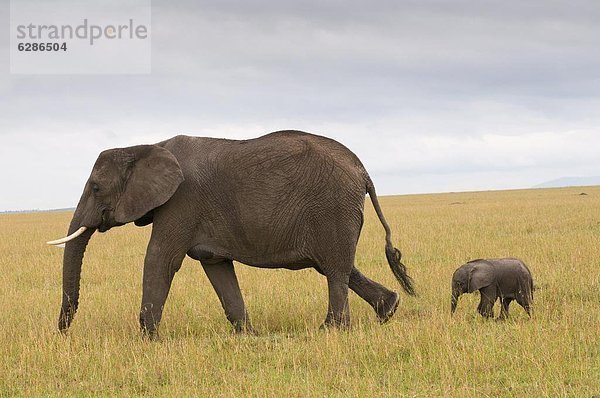 Ostafrika  Elefant  Masai Mara National Reserve  Afrika  Baby  Kenia