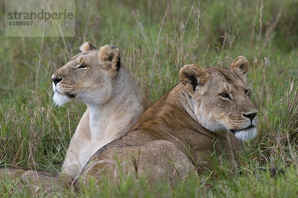 Ostafrika  Masai Mara National Reserve  Afrika  Kenia