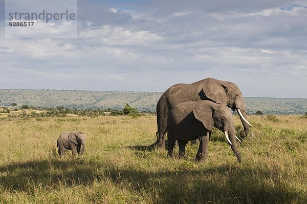 Ostafrika  Elefant  jung  Masai Mara National Reserve  Afrika  Kalb  Kenia
