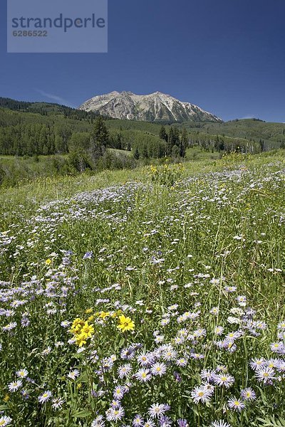 Vereinigte Staaten von Amerika  USA  Gänseblümchen  Bellis perennis  Feld  Nordamerika  Colorado