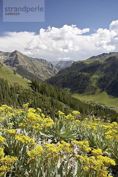Vereinigte Staaten von Amerika  USA  nahe  Berg  Wildblume  Nordamerika  Zimt  Colorado
