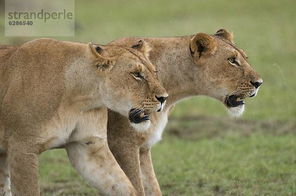 Ostafrika  Masai Mara National Reserve  Afrika  Kenia