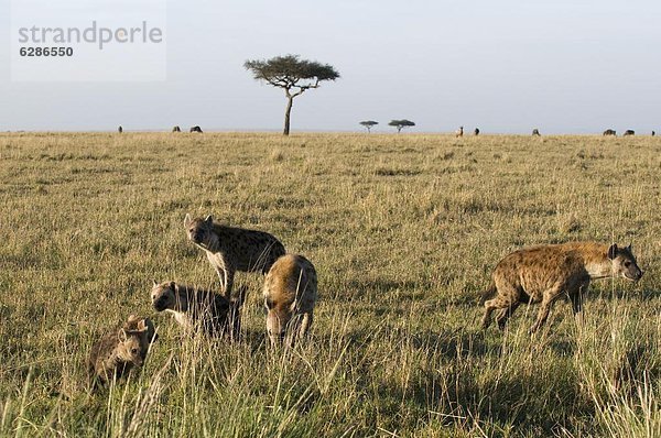 Ostafrika  Punkt  Jungtier  Masai Mara National Reserve  Afrika  Kenia