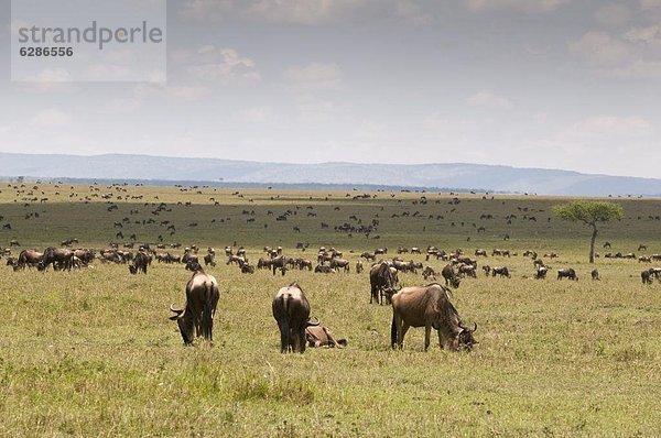 Ostafrika  Masai Mara National Reserve  Afrika  Kenia