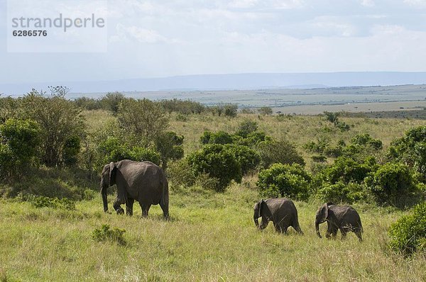 Elefant  jung  Masai Mara National Reserve  Afrika  Kenia