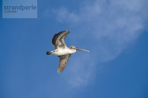 Vereinigte Staaten von Amerika  USA  Nordamerika  Florida  Sanibel Island