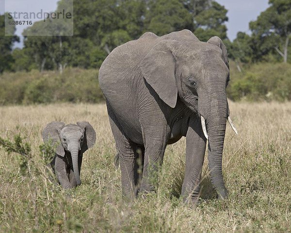Ostafrika  Elefant  jung  Masai Mara National Reserve  Mutter - Mensch  Afrika  Kenia