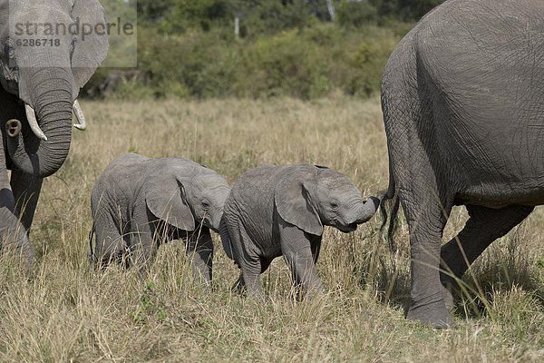Ostafrika  Elefant  2  jung  Masai Mara National Reserve  Afrika  Kenia