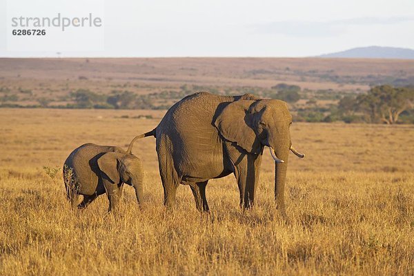 Ostafrika  Elefant  jung  Masai Mara National Reserve  Mutter - Mensch  Afrika  Kenia