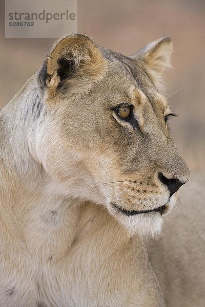 Löwin (Panthera Leo)  Kgalagadi Transfrontier Park  Südafrika  Afrika