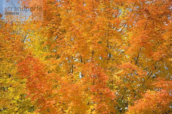 Baum Herbst Nordamerika rot Neuengland Ahorn Vermont