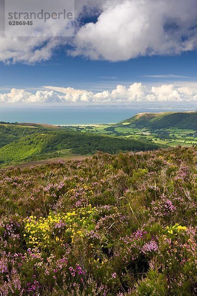 Europa  Blume  Großbritannien  Hügel  Heidekraut  Erica herbacea  Erica carnea  England  Somerset