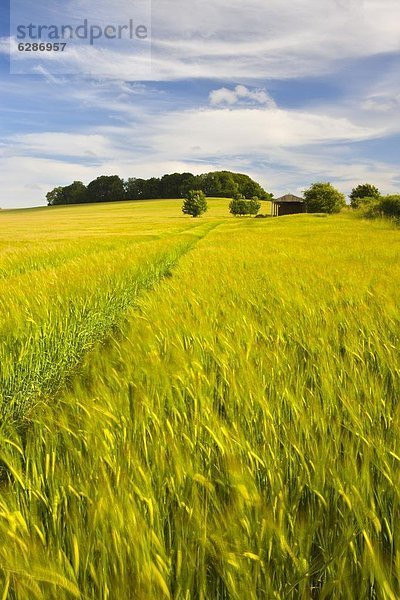 Europa  Sommer  Großbritannien  Nutzpflanze  Wachstum  Feld  Dorset  England