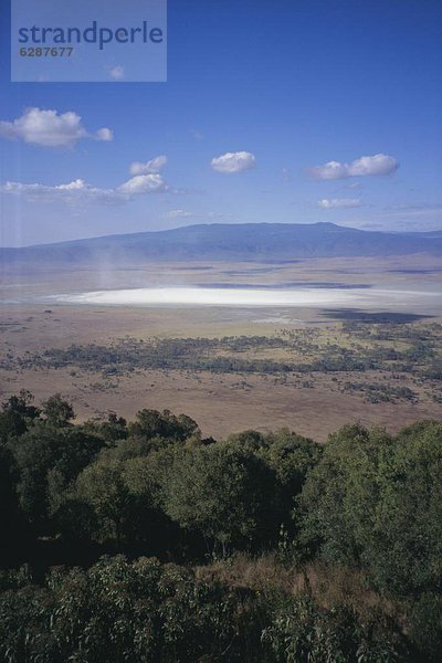 Ostafrika  Afrika  Ngorongoro Crater  Tansania  Wildtier